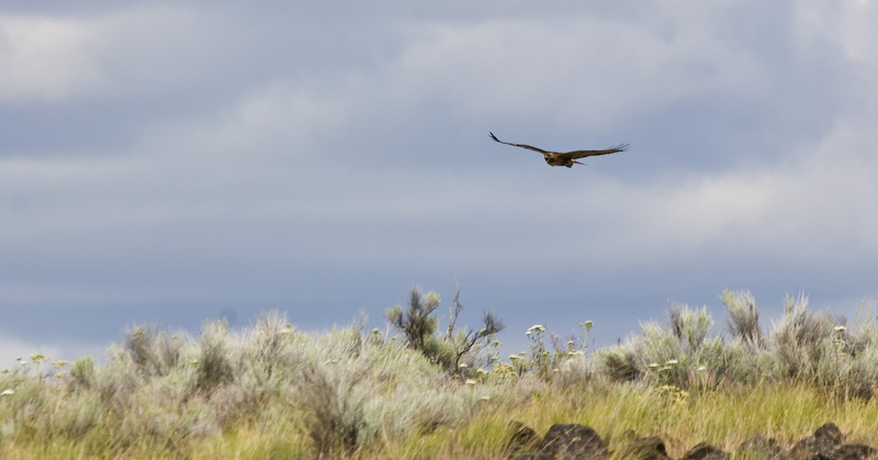 Red-Tailed Hawk In Flight